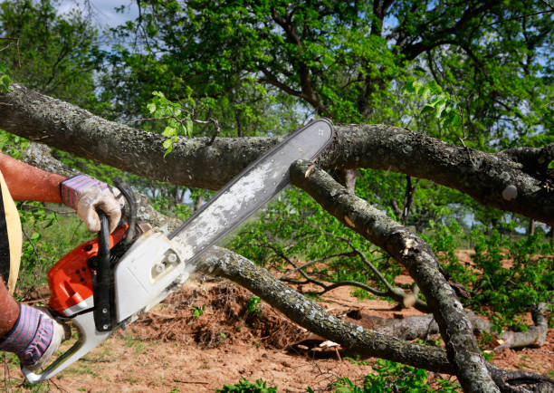 Best Emergency Tree Removal  in West Little River, FL